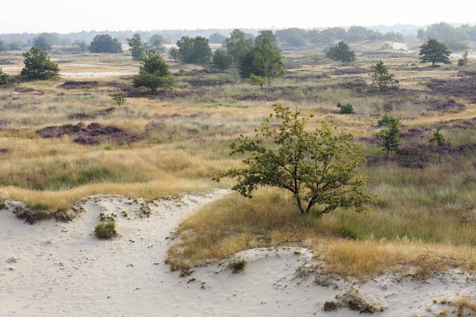 Uitkijkpunt loonse en drunense duinen
